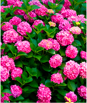 Hydrangea - Forever Pink